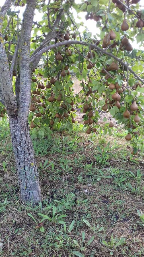 B&B Is Camminantis Nurallào Dış mekan fotoğraf